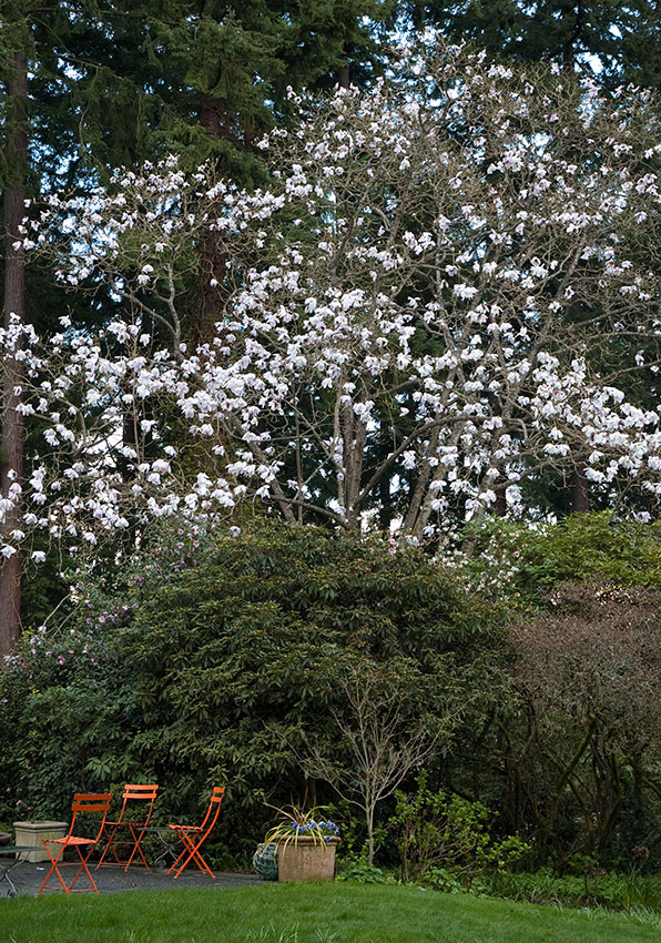 magnolia-sargentiana-robusta-je