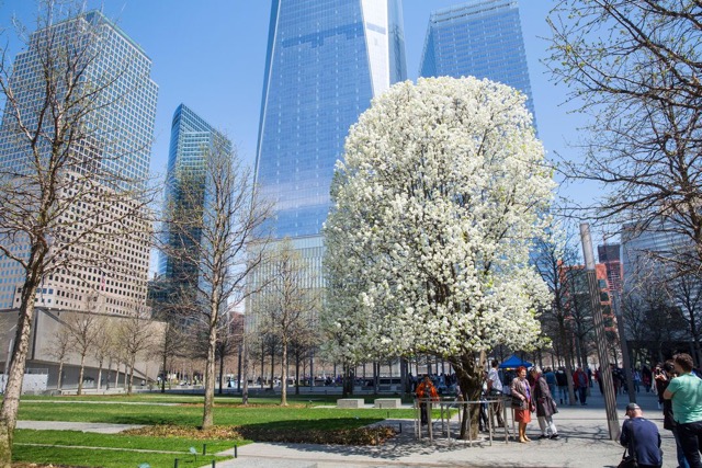 911-survivor-tree-memorial-bloom-new-york-city
