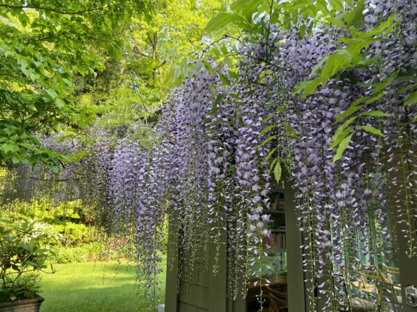 53674544634_b34391e330_o