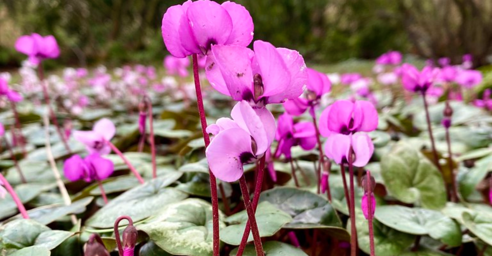 Flower in botanical garden