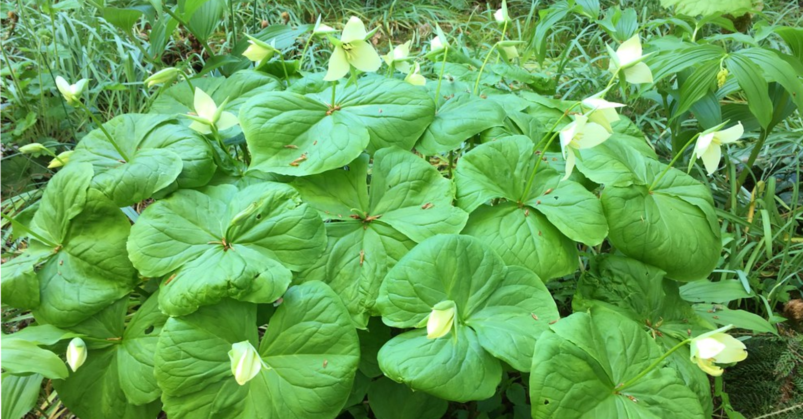 plants in botanical garden