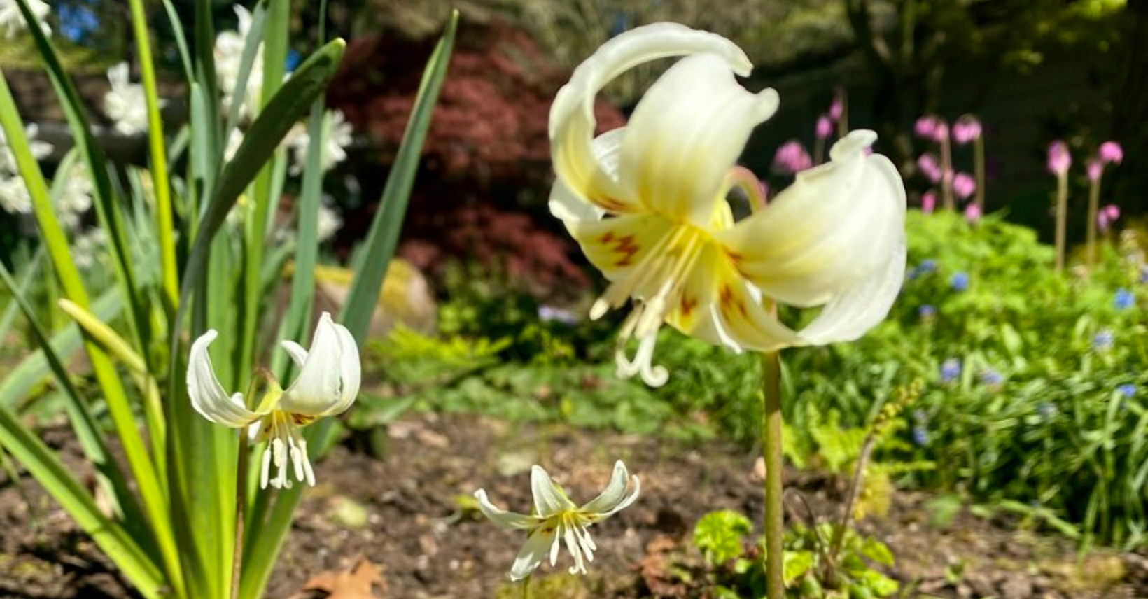 plants in garden