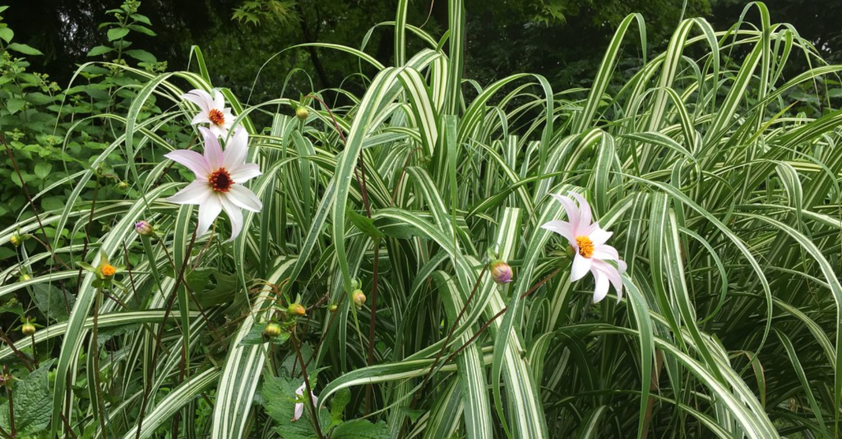 flowers in trail