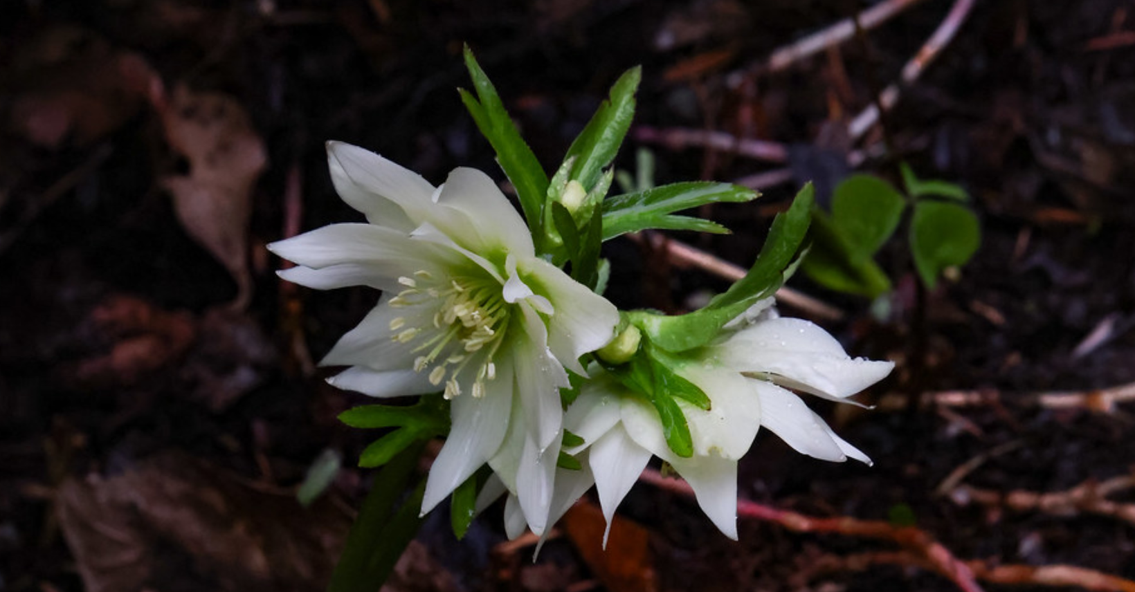 Flower in garden