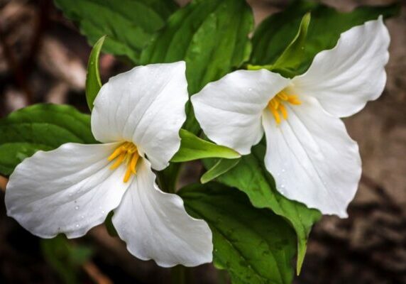 Truly-Tranquil-The-Ultimate-Guide-to-Trillium-Flowers-1-2788054272