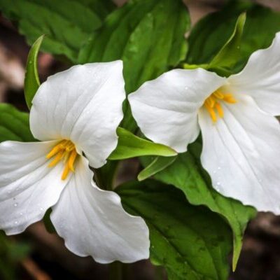 Truly-Tranquil-The-Ultimate-Guide-to-Trillium-Flowers-1-2788054272